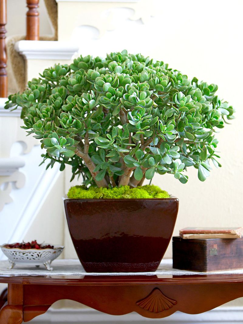 Jade Plant