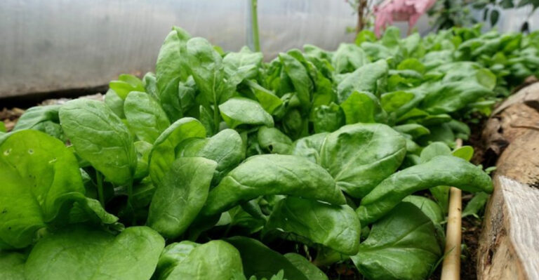 January Gardening: 8 Must-Plant Vegetables for Success