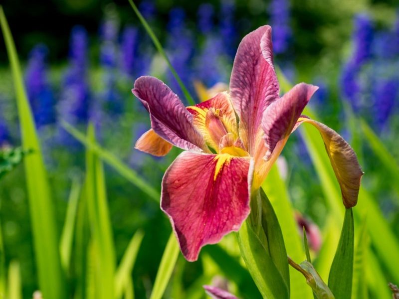 Japanese Iris