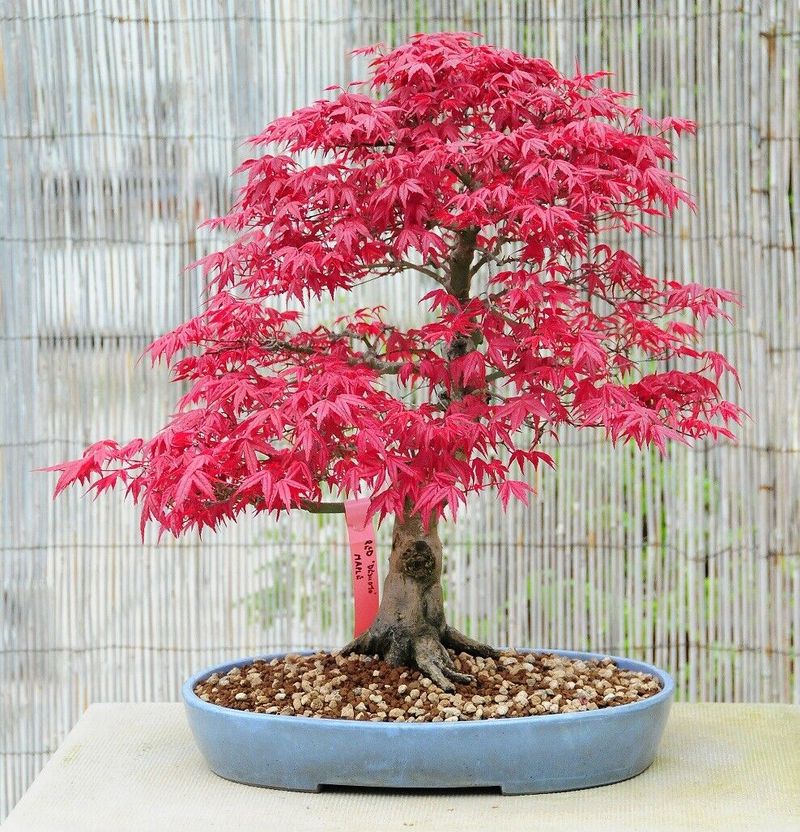 Japanese Maple Bonsai