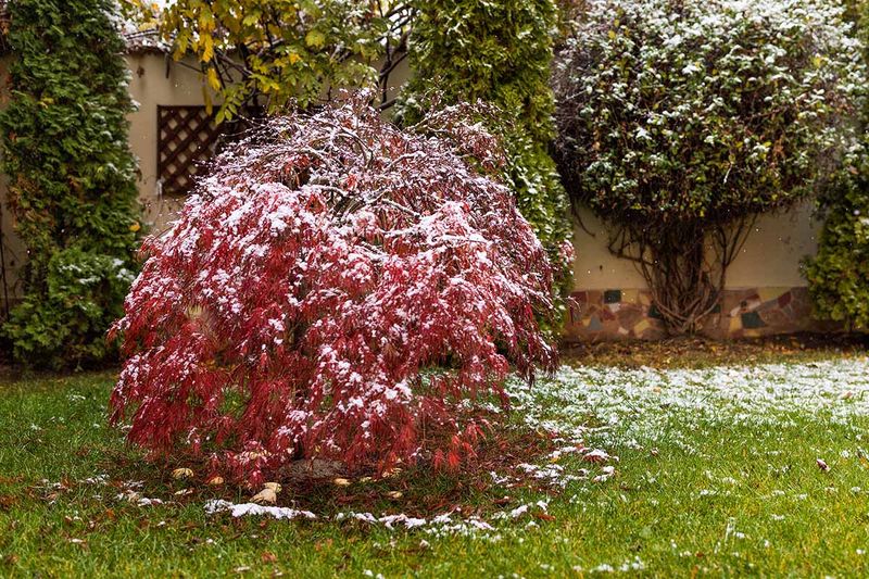 Japanese Maple