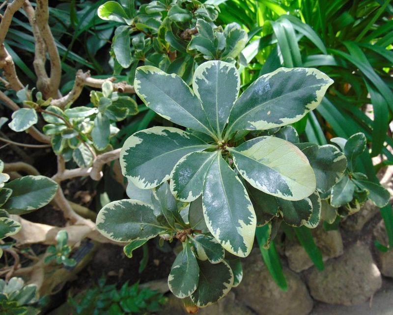 Japanese Pittosporum (Pittosporum tobira)