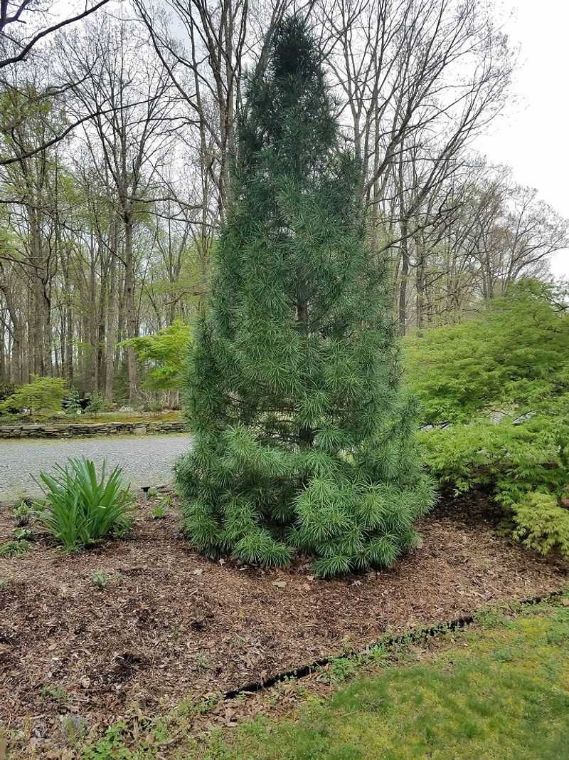 Japanese Umbrella Pine (Sciadopitys verticillata)