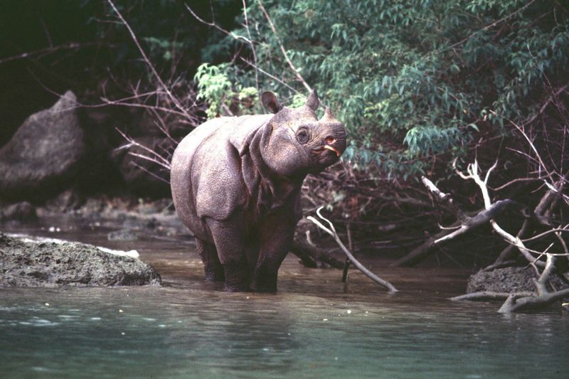 Javan Rhino