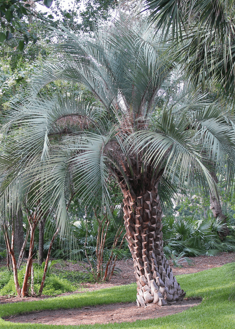 Jelly Palm (Butia capitata)