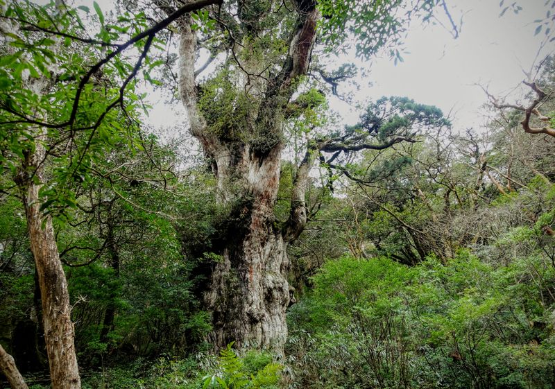 Jomon Sugi