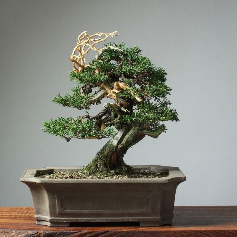 Juniper Bonsai