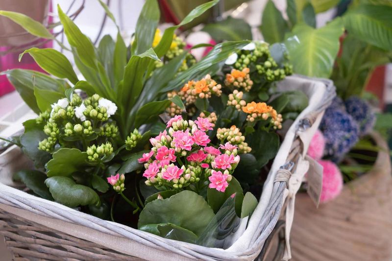 Kalanchoe