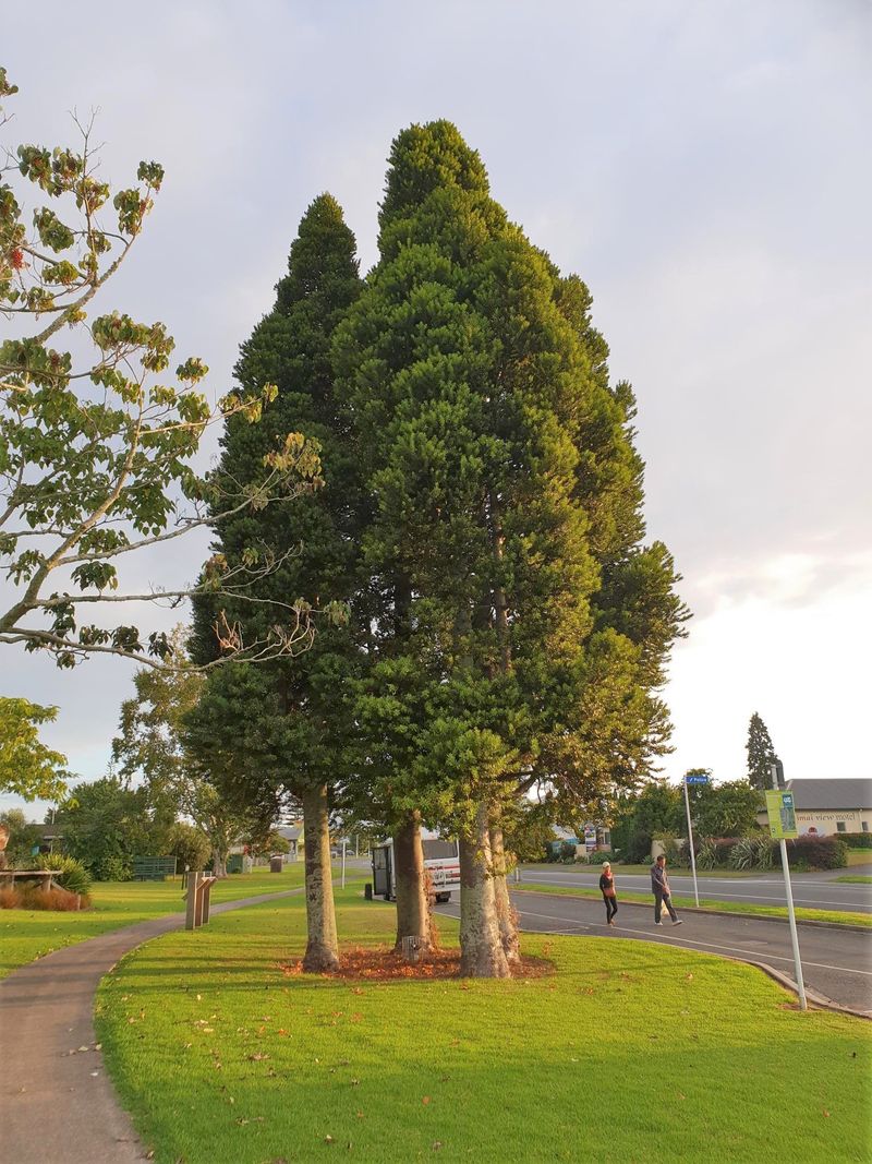 Kauri Tree (Agathis australis)