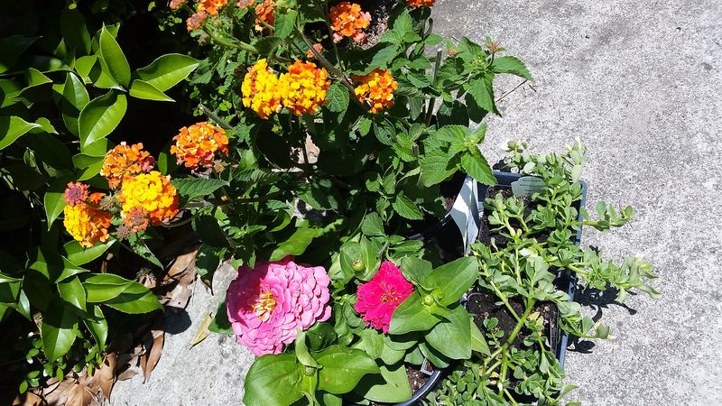 Lantana and Portulaca