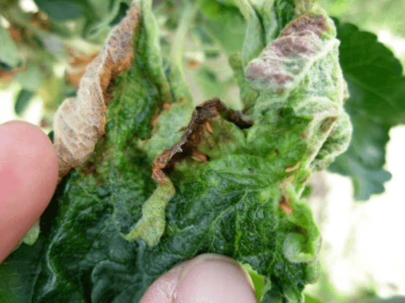 Leaf Curling Midge