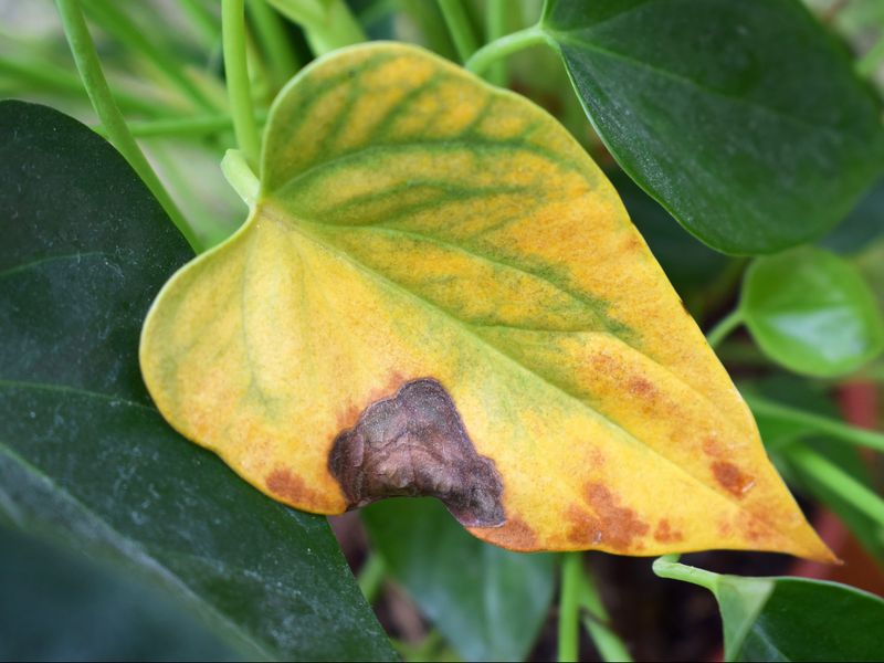 Leaf Spot Disease