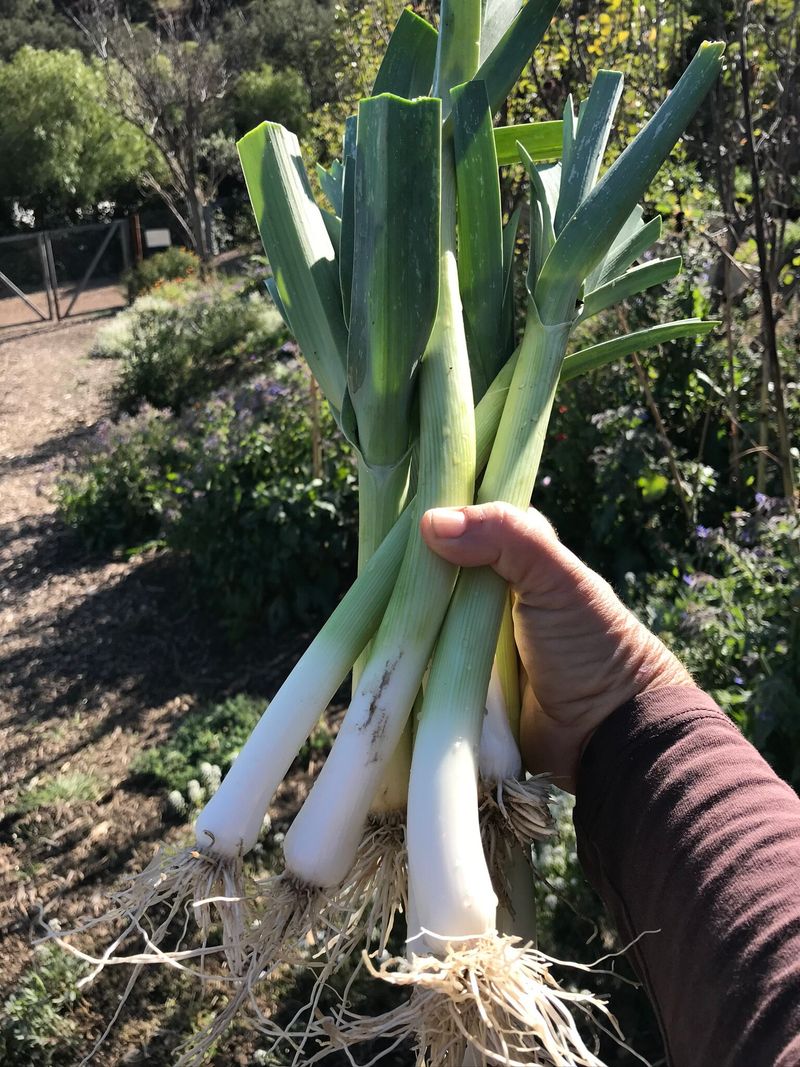 Leeks