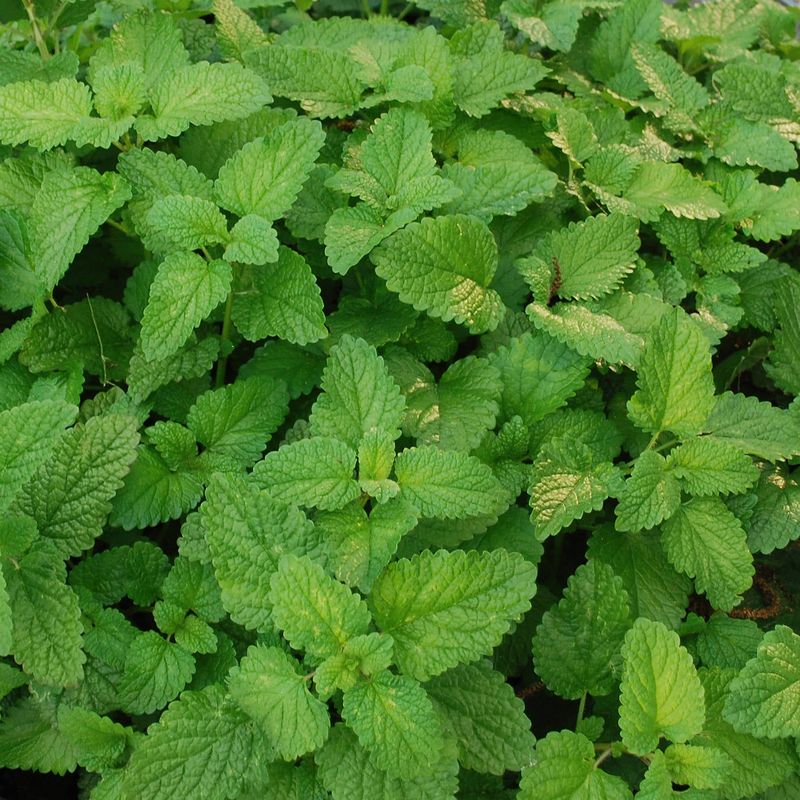 Lemon Balm