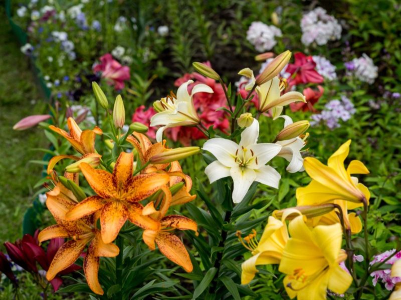 Lilies