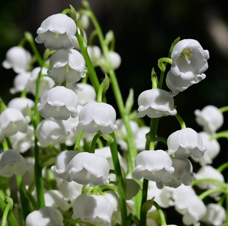 Lily of the Valley