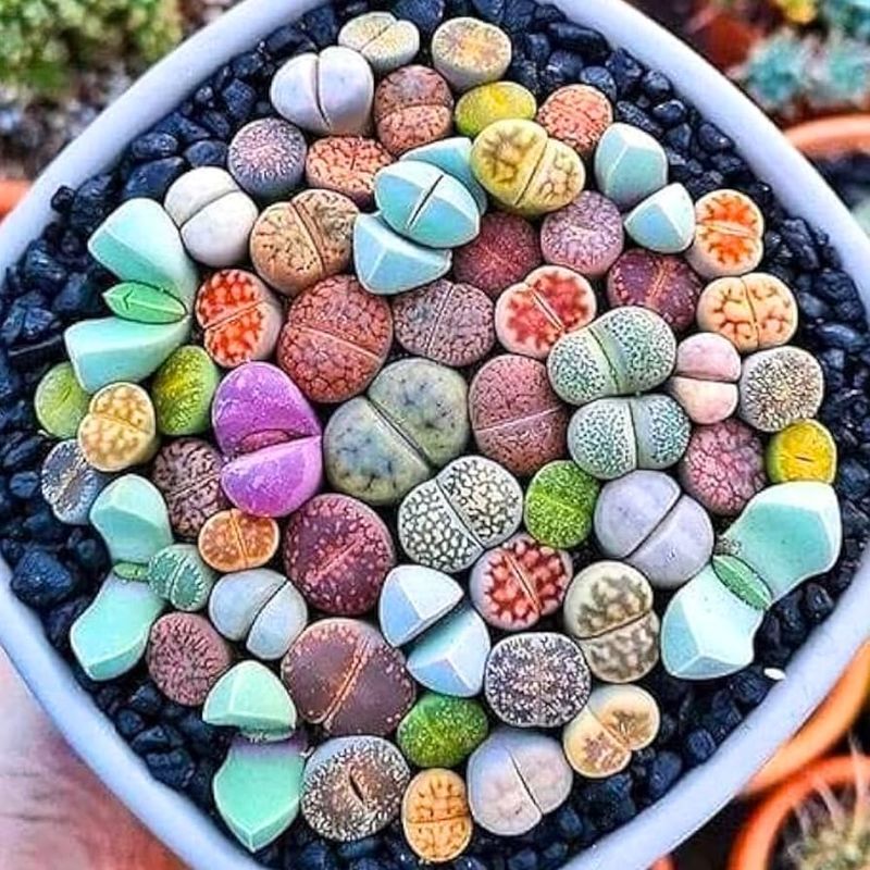 Living Stones (Lithops)