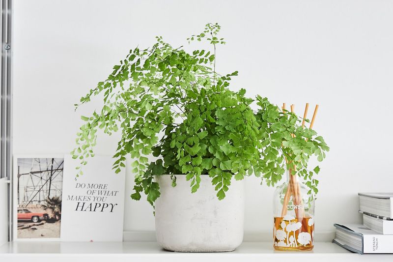 Maidenhair Fern