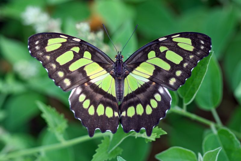 Malachite Butterfly