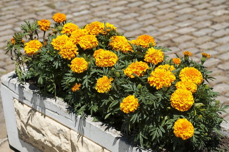 Marigolds