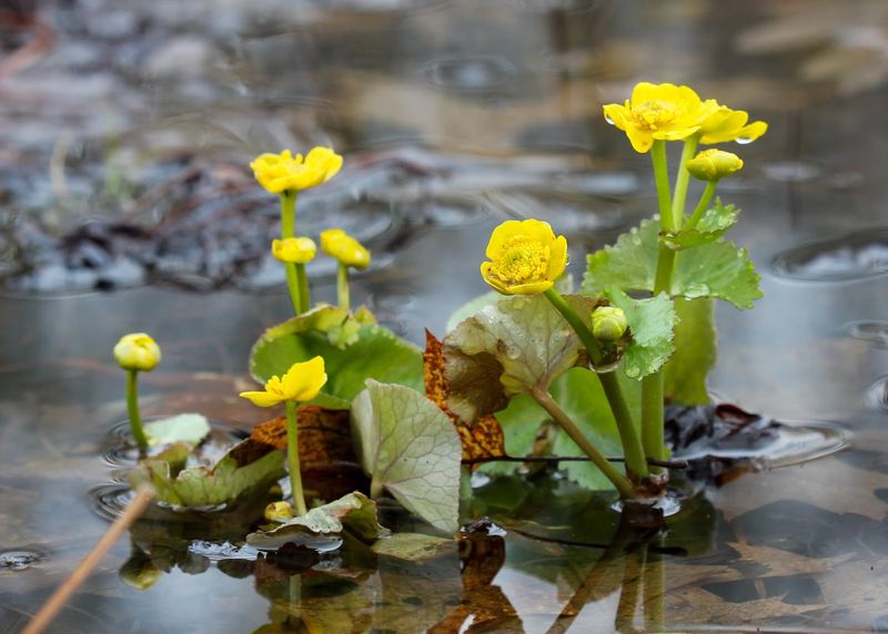 Marsh Marigold