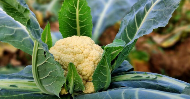 Master the Art of Growing Perfect Cauliflower in Your Garden