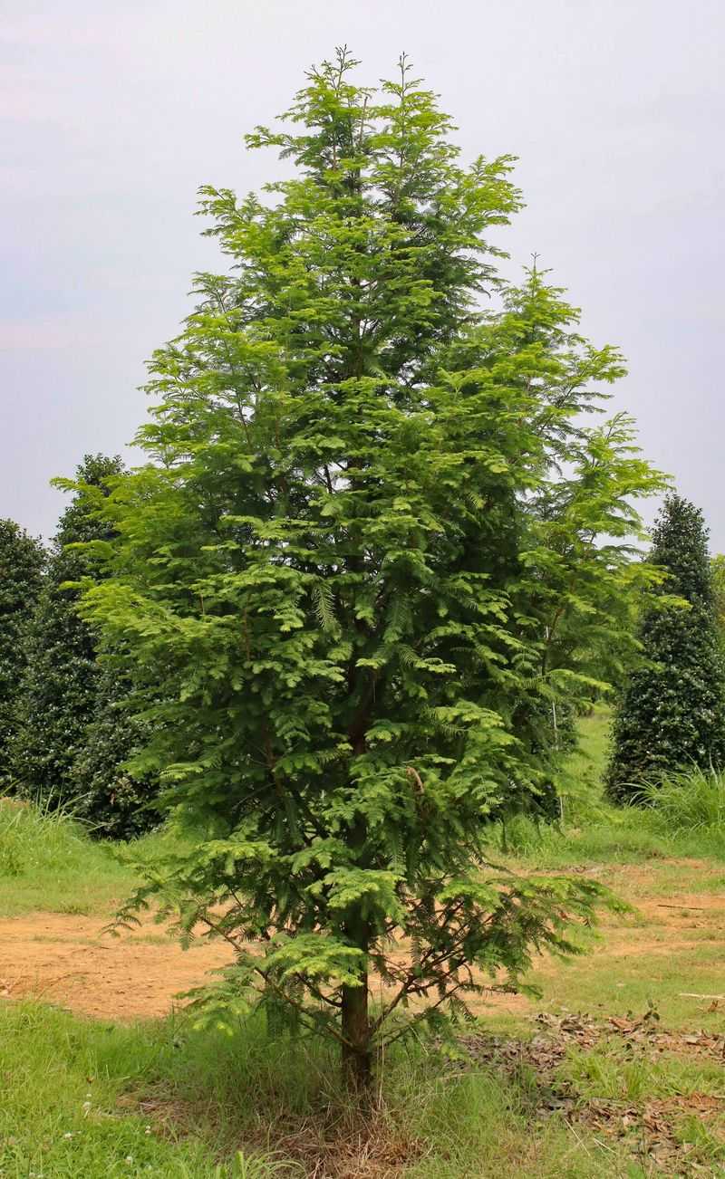 Metasequoia glyptostroboides