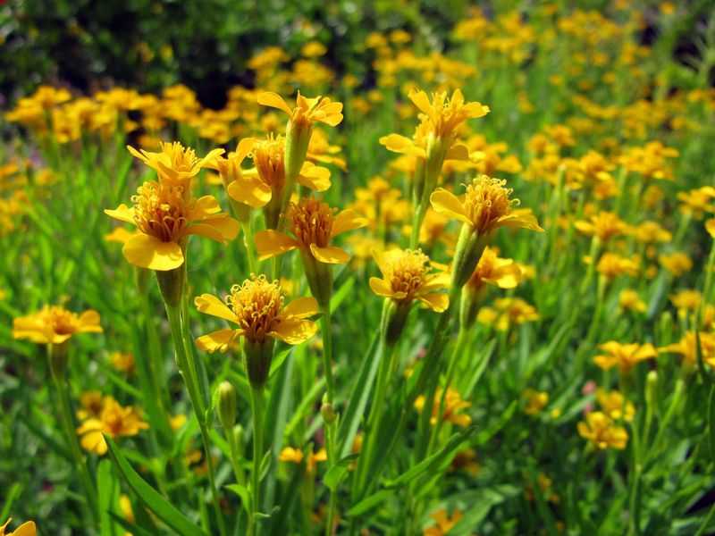 Mexican Tarragon