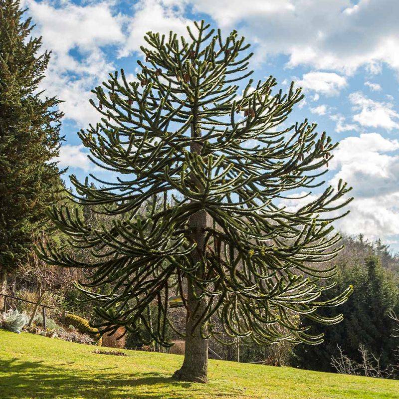 Monkey Puzzle Tree (Araucaria araucana)