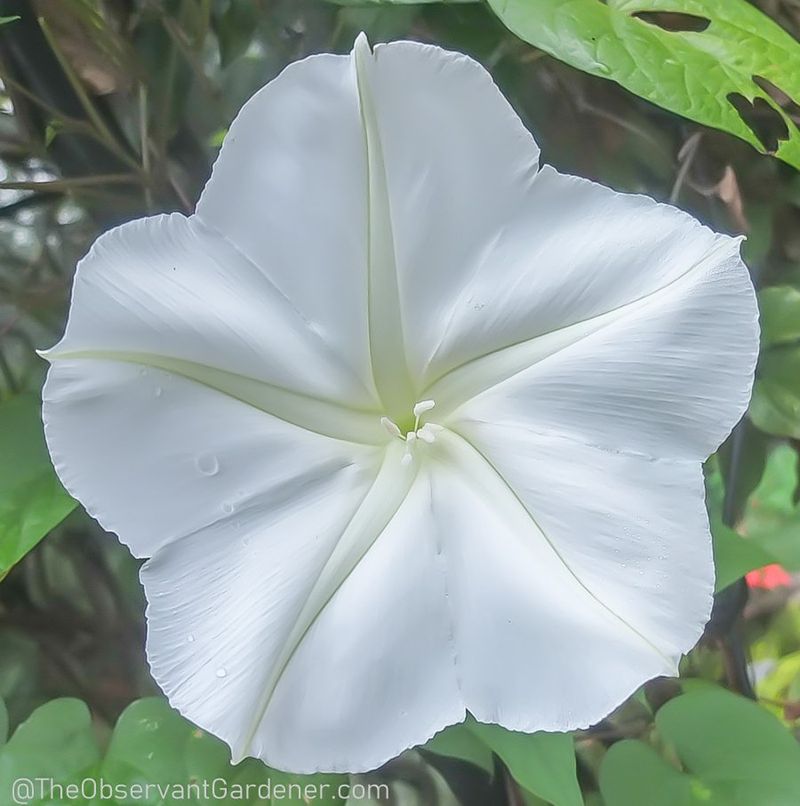 Moonflower