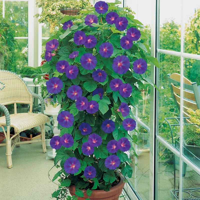 Morning Glories