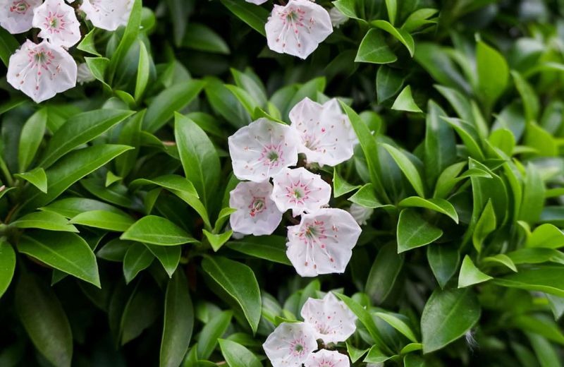 Mountain Laurel (Kalmia latifolia)