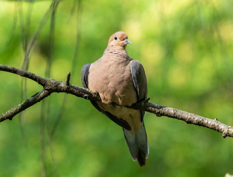 Mourning Dove