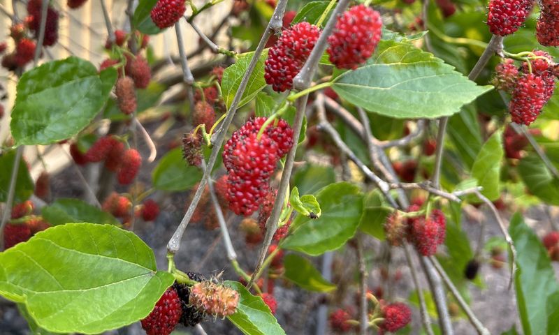 Mulberry Tree