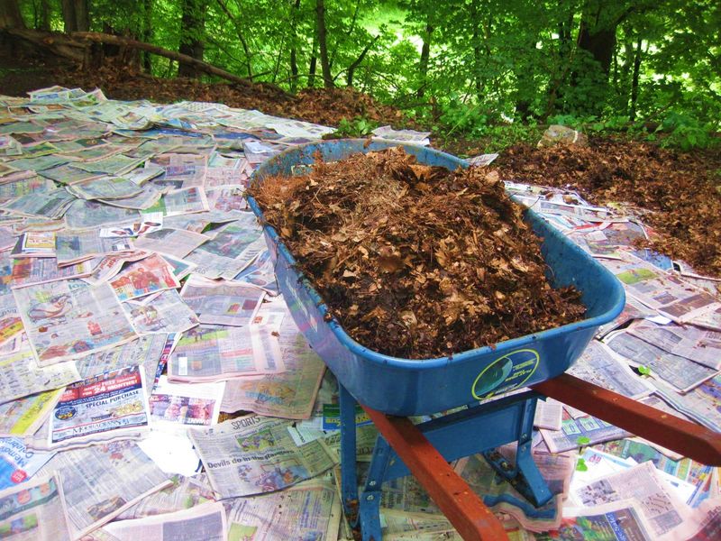 Mulch with Newspaper