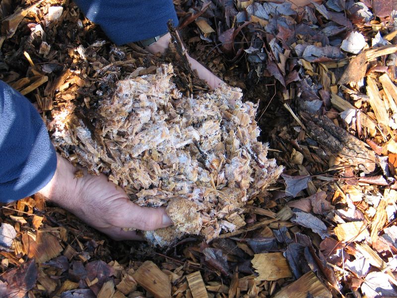 Mycelium Development