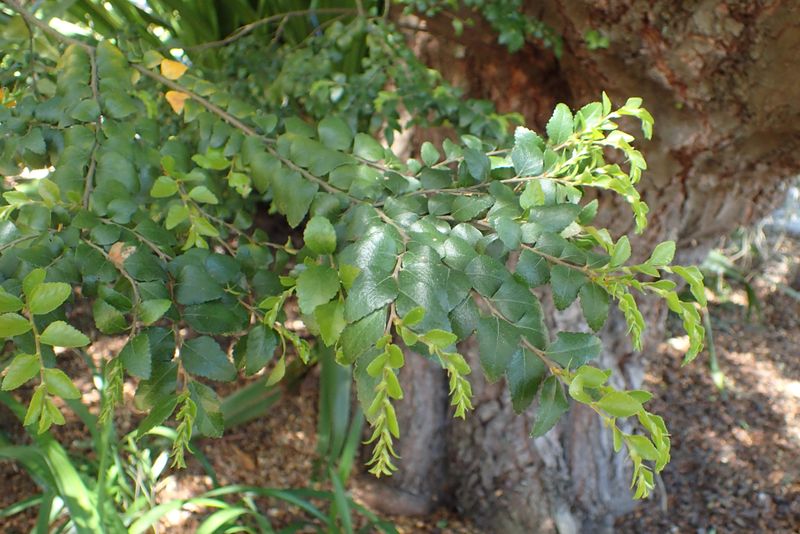 Myrtle Beech (Nothofagus cunninghamii)