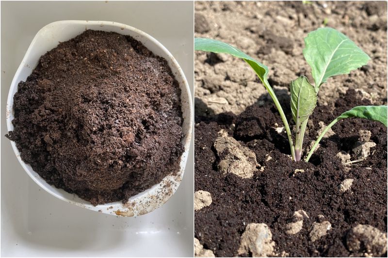 Myth: Coffee Grounds Acidify the Soil