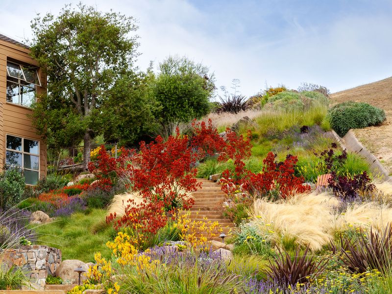 Myth: Drought-Tolerant Plants Don't Need Water