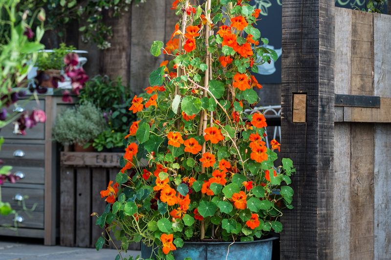 Nasturtiums