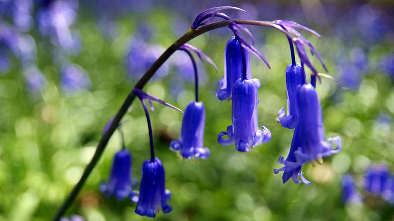 Native Bluebell (Hyacinthoides non-scripta) Description