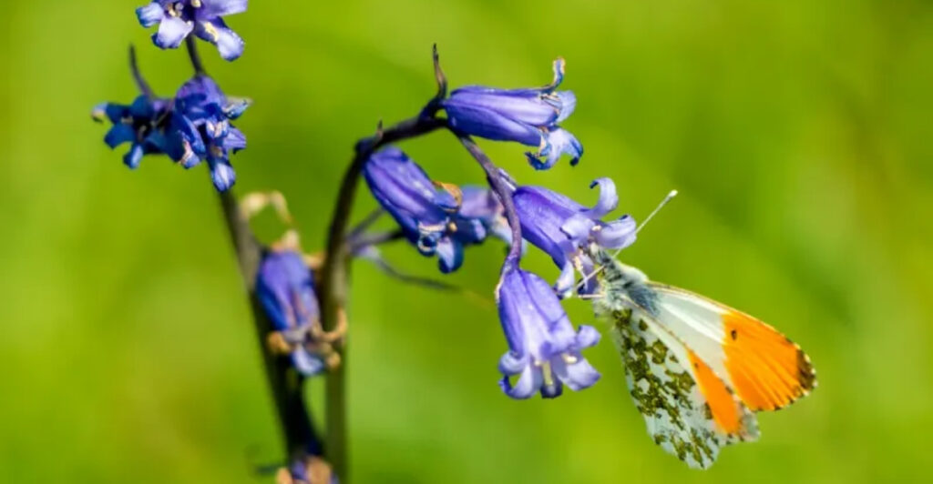 Native vs. Invasive Bluebells: How to Identify Them