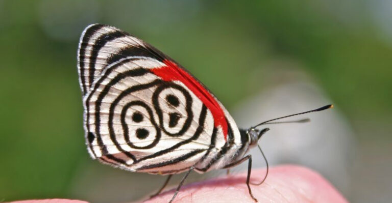 Nature’s Best-Kept Secrets: 13 Unique Butterflies