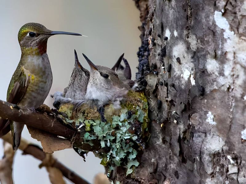 Nest Positioning