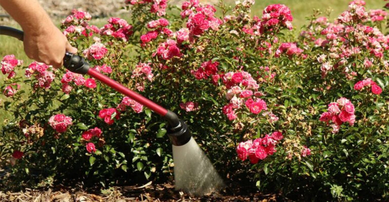 Never Let Your Roses Wilt: 12 Proven Watering Tips from Garden Pros