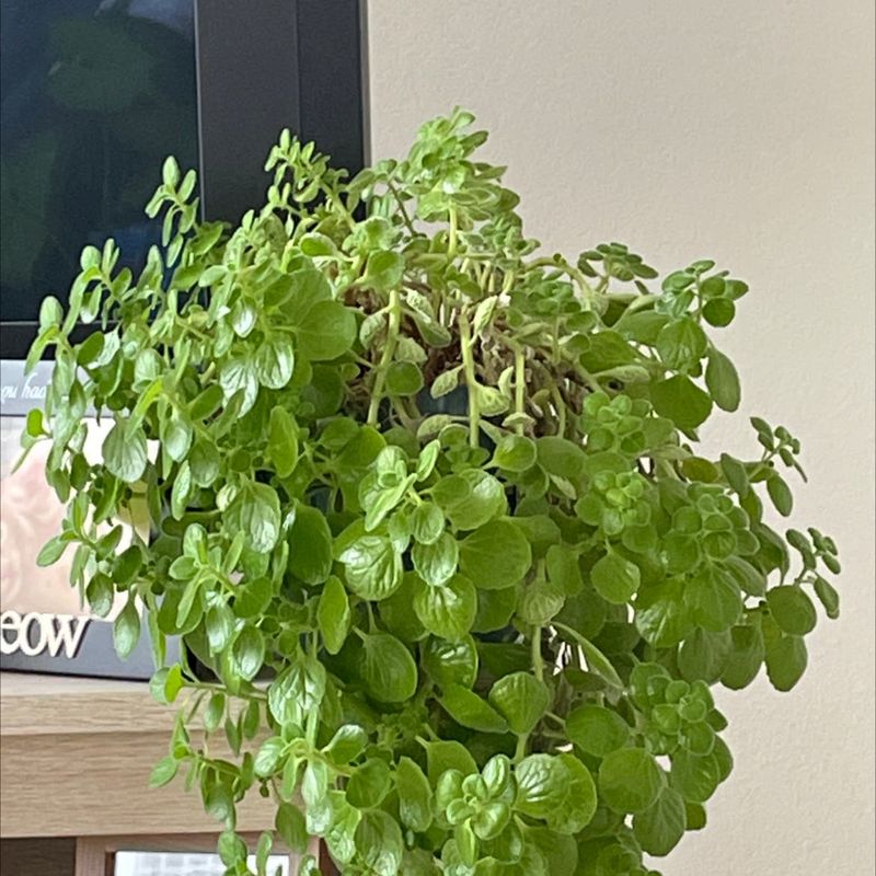 Oregano