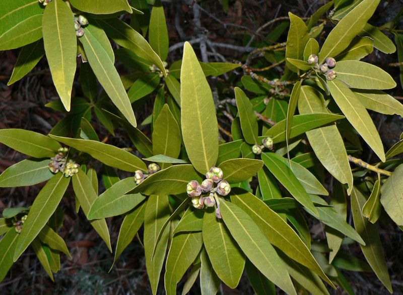 Oregon Myrtle (Umbellularia californica)