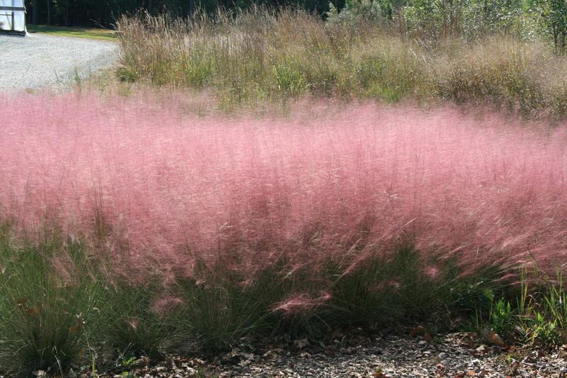 Ornamental Grasses