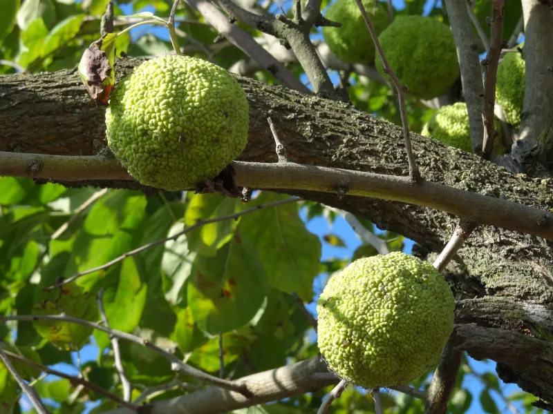 Osage Orange