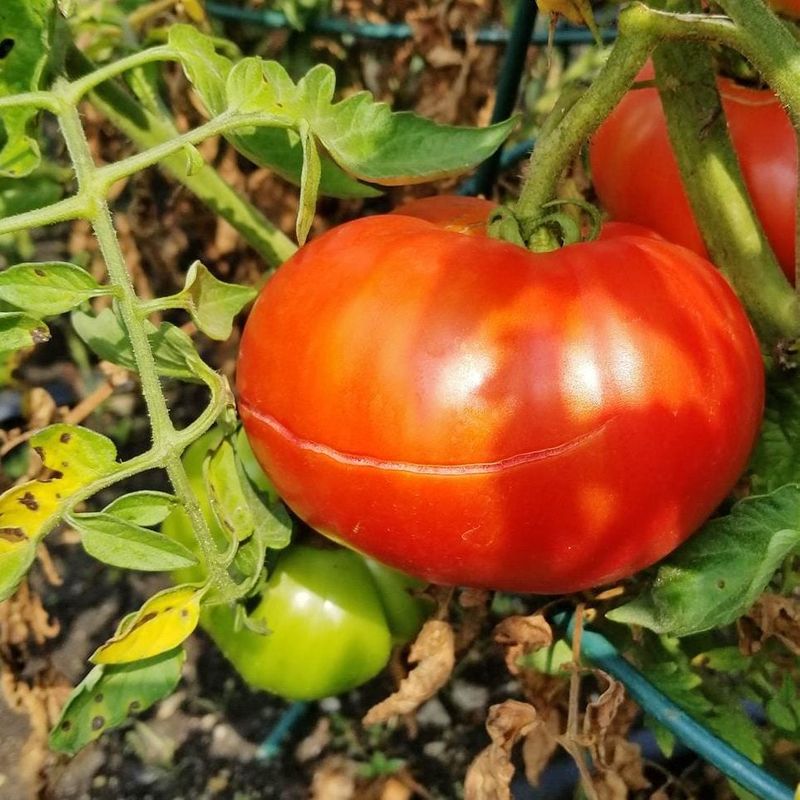 Overripe Tomatoes